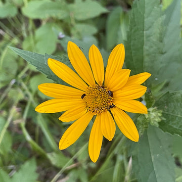 A close-up image of a smooth oxeye daisy wildflower.